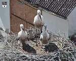 Capi_Dubne_20250711_153003.jpg