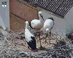 Capi_Dubne_20250711_154003.jpg