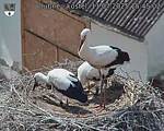 Capi_Dubne_20250711_154502.jpg