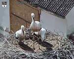 Capi_Dubne_20250711_155003.jpg