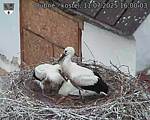 Capi_Dubne_20250711_160003.jpg