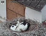 Capi_Dubne_20250711_161003.jpg