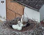 Capi_Dubne_20250711_161503.jpg