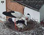 Capi_Dubne_20250711_162002.jpg