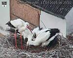 Capi_Dubne_20250711_162502.jpg