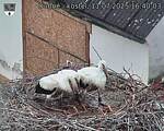 Capi_Dubne_20250711_164003.jpg