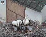 Capi_Dubne_20250711_165002.jpg