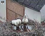 Capi_Dubne_20250711_165502.jpg