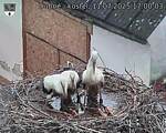 Capi_Dubne_20250711_170003.jpg
