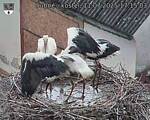 Capi_Dubne_20250711_171503.jpg