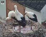 Capi_Dubne_20250711_175503.jpg