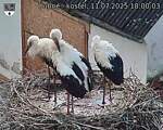 Capi_Dubne_20250711_180003.jpg