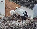 Capi_Dubne_20250711_181503.jpg
