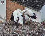 Capi_Dubne_20250711_183003.jpg