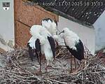 Capi_Dubne_20250711_183503.jpg