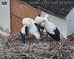 Capi_Dubne_20250711_184003.jpg