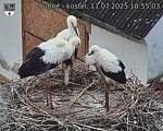 Capi_Dubne_20250711_185503.jpg