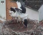 Capi_Dubne_20250711_195003.jpg