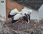 Capi_Dubne_20250711_195503.jpg