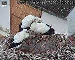 Capi_Dubne_20250711_200503.jpg