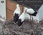 Capi_Dubne_20250711_203503.jpg