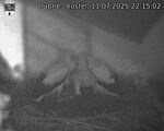 Capi_Dubne_20250711_221502.jpg