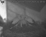 Capi_Dubne_20250711_222002.jpg