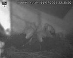 Capi_Dubne_20250711_223502.jpg