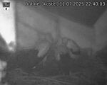 Capi_Dubne_20250711_224003.jpg