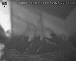 Capi_Dubne_20250711_224502.jpg