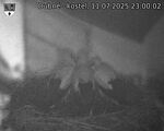 Capi_Dubne_20250711_230002.jpg