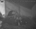 Capi_Dubne_20250711_230503.jpg