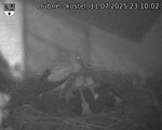 Capi_Dubne_20250711_231002.jpg
