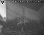 Capi_Dubne_20250711_231503.jpg
