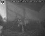 Capi_Dubne_20250711_232502.jpg