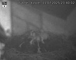 Capi_Dubne_20250711_234002.jpg