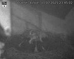 Capi_Dubne_20250711_234502.jpg