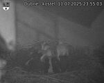 Capi_Dubne_20250711_235503.jpg