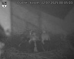 Capi_Dubne_20250712_000503.jpg