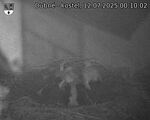 Capi_Dubne_20250712_001002.jpg