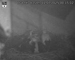 Capi_Dubne_20250712_001502.jpg