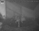 Capi_Dubne_20250712_002503.jpg