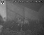 Capi_Dubne_20250712_003002.jpg