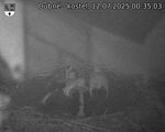 Capi_Dubne_20250712_003503.jpg