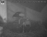 Capi_Dubne_20250712_004502.jpg