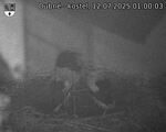 Capi_Dubne_20250712_010003.jpg