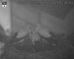 Capi_Dubne_20250712_012003.jpg