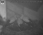 Capi_Dubne_20250712_012502.jpg