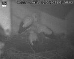 Capi_Dubne_20250712_015003.jpg