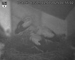 Capi_Dubne_20250712_015502.jpg